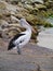 Pelican on a rocky beach