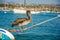 Pelican on a Rope
