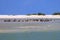 Pelican and Royal Tern Colony On a Narrow Beach Strip Off the Shores of Marco Island