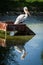 Pelican in a Russian zoo.