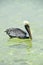 A Pelican in San Pedro, Belize