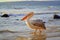 Pelican sauntering on seashore