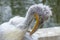Pelican scene and beauty in nature. The great white pelican - Pe