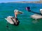 Pelican Sea Bird Poses for Camera