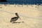 Pelican seagull many birds in baja california beach mexico