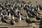 Pelican seagull many birds in baja california beach mexico