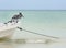 Pelican and seagulls on boat in ocean