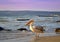 Pelican on seashore