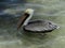 Pelican at the shallow waters of Belize