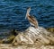 Pelican Sharing an Inlet Jetty with Sandpipers