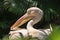 Pelican side face