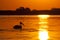 Pelican Silhouette at sunrise