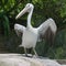 Pelican in the Singapore Zoo