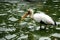 Pelican in Singapore Zoo