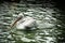 Pelican in Singapore Zoo