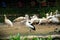 Pelican in Singapore Zoo