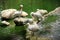 Pelican in Singapore Zoo