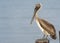 A pelican sits on a pylon post with