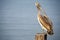 A pelican sits on a pylon post with