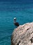 Pelican sits on a rock next to the ocean, Aruba, Malmok Beach