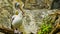 Pelican sitting on a branch