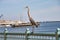 Pelican sitting at a marina