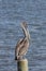 Pelican sitting on piling.