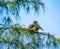 Pelican Sitting in the Pine Tree