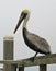 Pelican sitting on railing