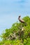 Pelican is sitting on a tree, Galapagos Island, Santa Cruz Island- Port Ayora. Vertical