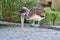 pelican sitting on a wooden beam