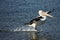 Pelican skimming across water during landing