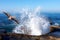 Pelican Soaring Through Splashing Ocean Waves