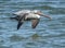 Pelican soars close to the ocean tidal poor looking for a fresh meal