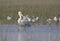 Pelican with spoon billed stork