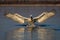 Pelican spreading wings touching down on water