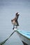 Pelican standing on a fisher boat, Margarita Island