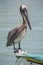 Pelican standing on a fisher boat, Margarita Island