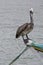 Pelican standing on a fisher boat, Margarita Island