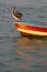 Pelican standing on a fisher boat, Peru