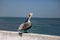 A pelican is standing near sea