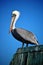 A pelican standing on a pier in California.