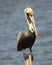 Pelican standing on post