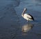 Pelican standing in ripples