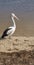 Pelican Standing on the River Beach