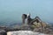 Pelican Standing on a Rock With its Wings Extended