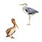 Pelican standing on a white background. Grey Heron