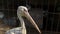 A pelican stands calmly in the aviary, with its head in close-up. Its large beak and curious eyes are on display