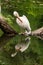 Pelican stands on a log in the middle of the lake