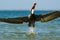 Pelican starting in the blue water. Brown Pelican splashing in water. bird in the dark water, nature habitat, Florida, USA.